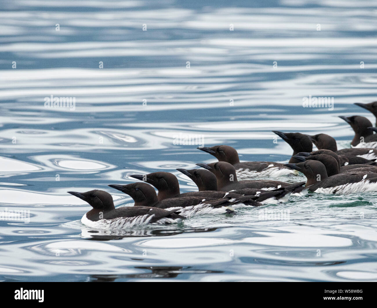 Eine Reihe von gemeinsamen murres, Uria aalge, am Brutplatz auf Süden Marmor Insel, Glacier Bay National Park, Alaska, USA. Stockfoto