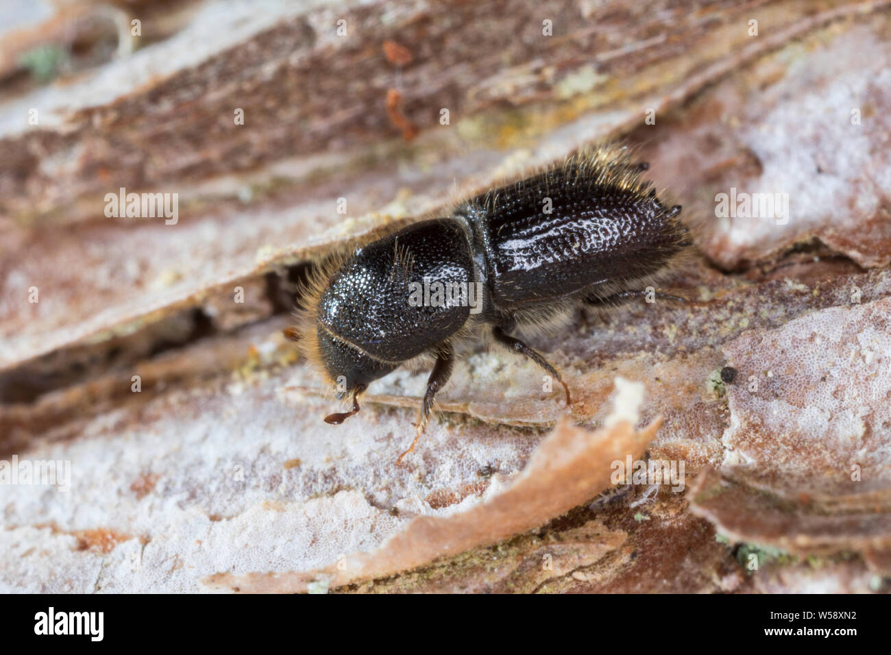 Großer Lärchenborkenkäfer, Achtzähniger Lärchenborkenkäfer, Großer Lärchen-Borkenkäfer, Grosser, Grosser Lärchenborkenkäfer Lärchen-Borkenkäfer, Borke Stockfoto