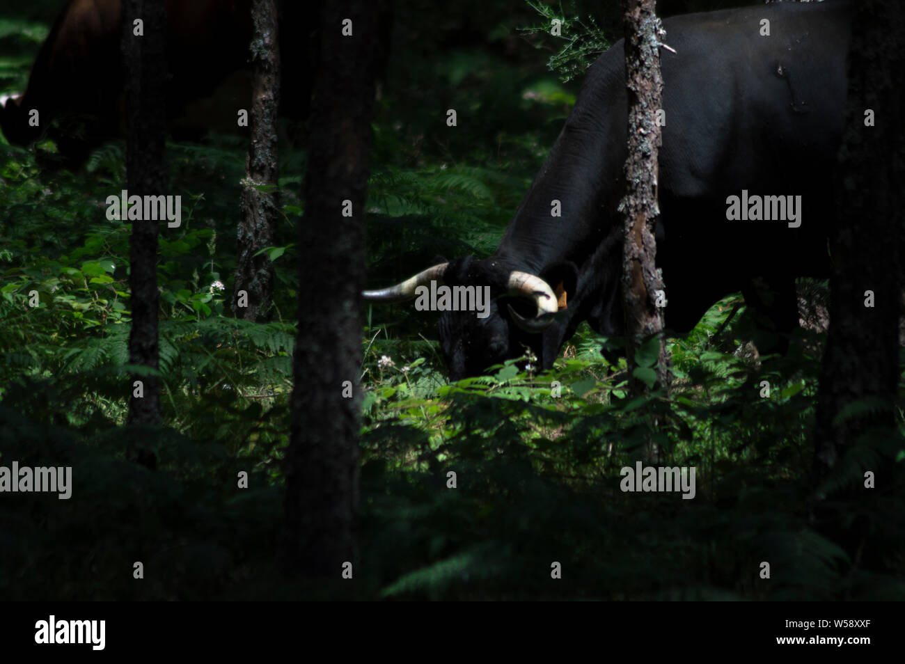 Großer schwarzer Stier Essen im Wald Stockfoto