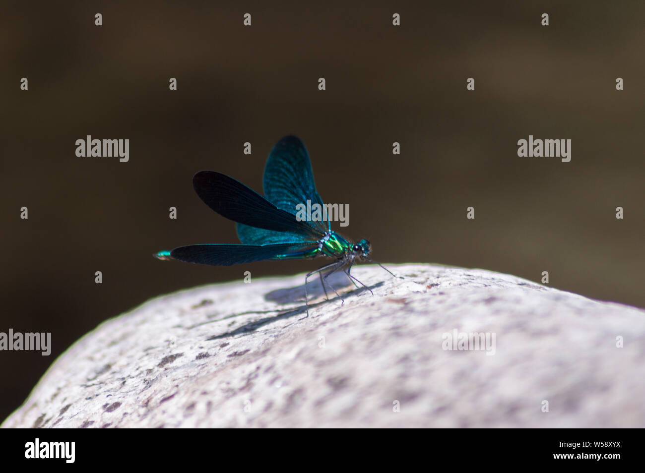 Glänzend Emerald Firefly Stockfoto