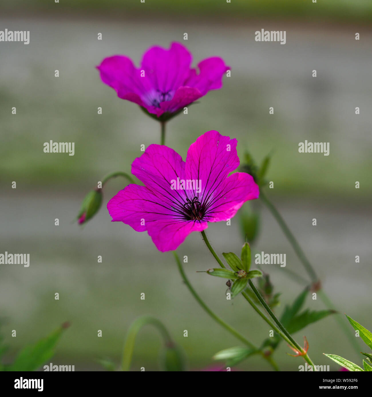 Nahaufnahme von einem lebhaften Rosa cranesbill Geranie Blüte vor einem Gartenzaun Stockfoto
