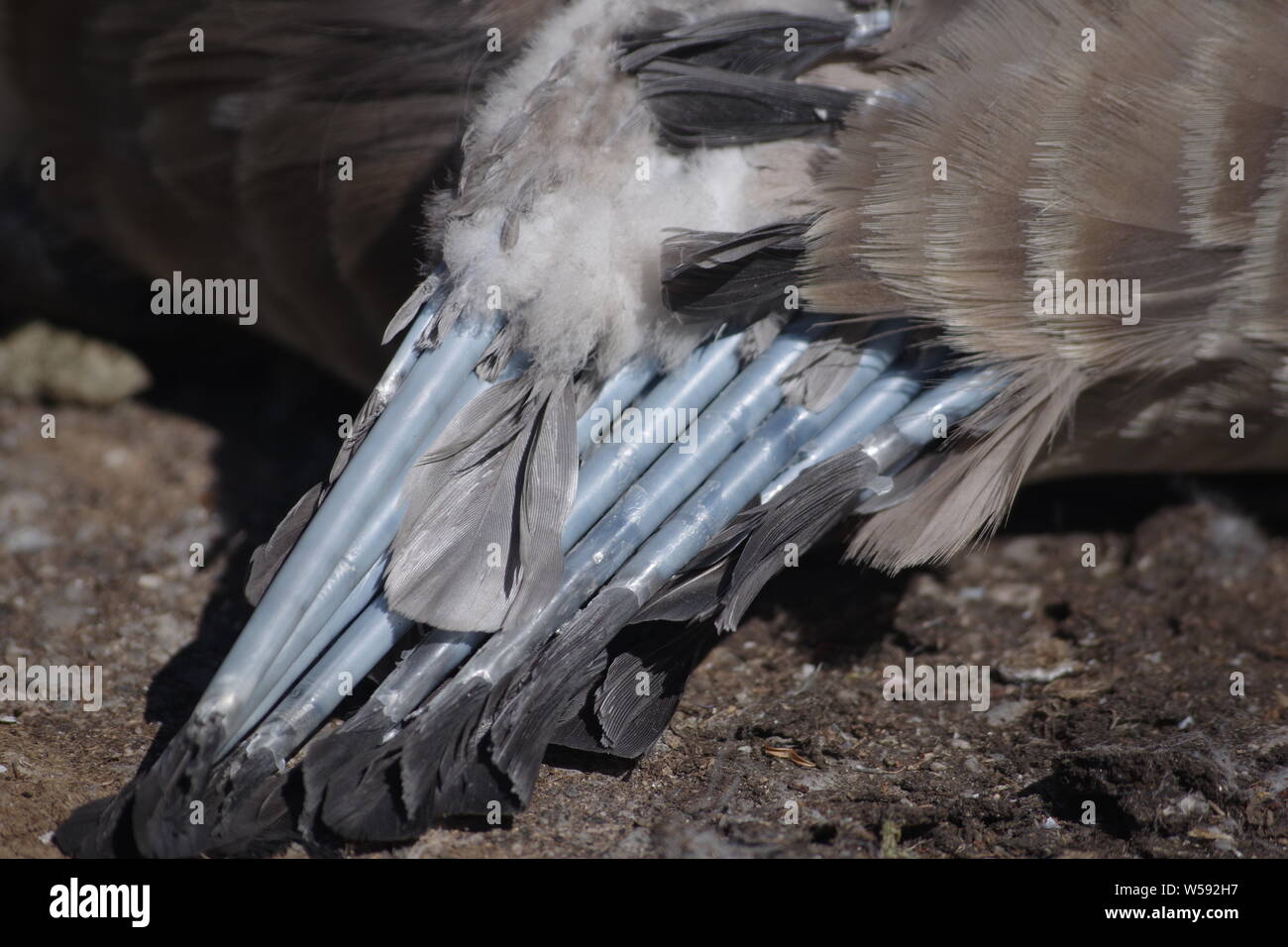 Kanadagans (Branta canadensis) mit einem verletzten Flügel. Exeter Quay, Devon, Großbritannien. Stockfoto