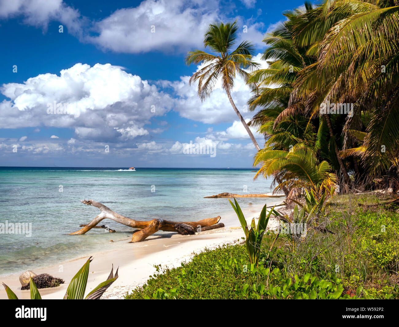 Eine horizontale geschossen von einem karibischen Strand mit weissem Sand, Palmen und einige Treibholz Stockfoto