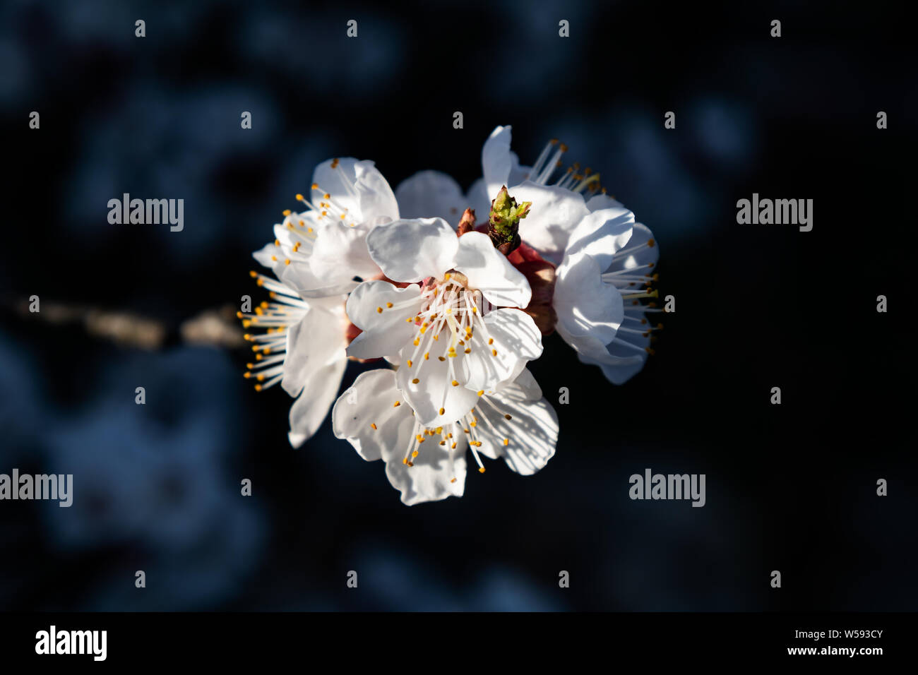 Cherry Tree Blume Foto in gutem Licht Stockfoto