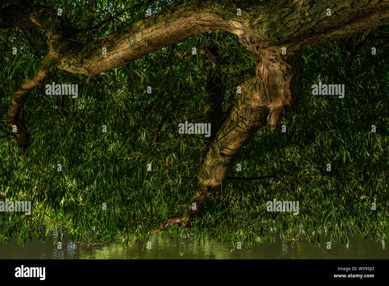 Lichtreflexionen auf Wasser an der Unterseite des Willow Tree Gliedmaßen Bushy Park Hampton London England Großbritannien Stockfoto