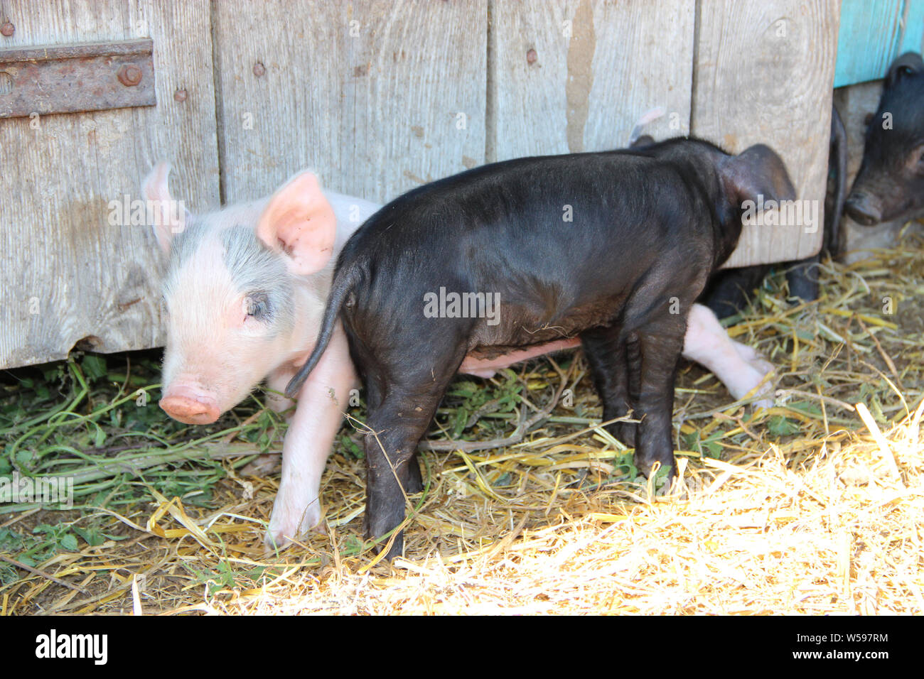 Ferkel spielen und Jolly in Hof laufen. Lustige Schweine. Baby Ferkel Spielen im Hof. Kleine Schweine leben am Bauernhof im Dorf. Ferkel Graben in Gülle Stockfoto