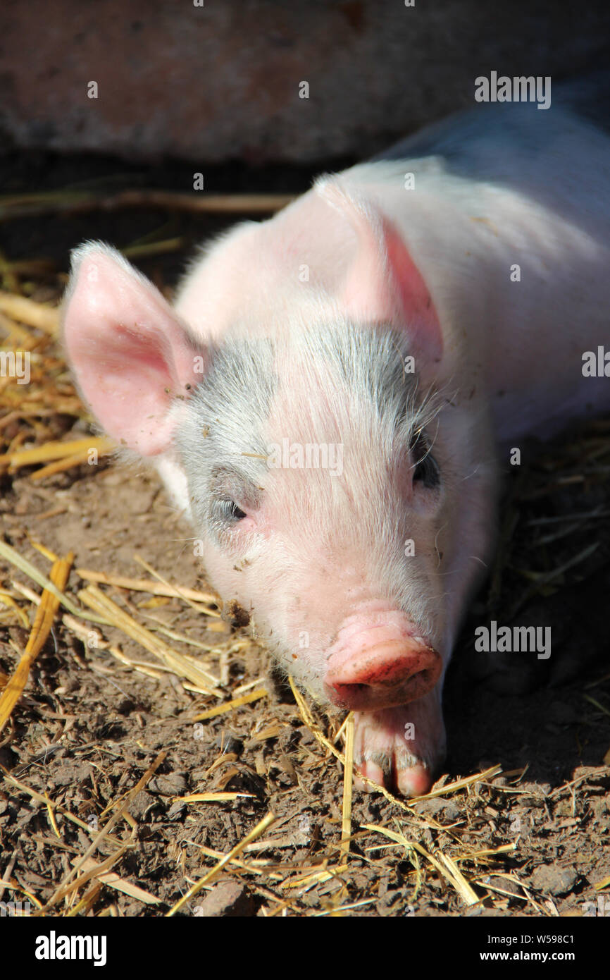 Fang der Farm Baby Tier. Rosa Schweinchen in der Sonne aalen und Schlafen. Lustige Schweine. Porträt der jungen Baby Ferkel in Hof nahe bis Stockfoto