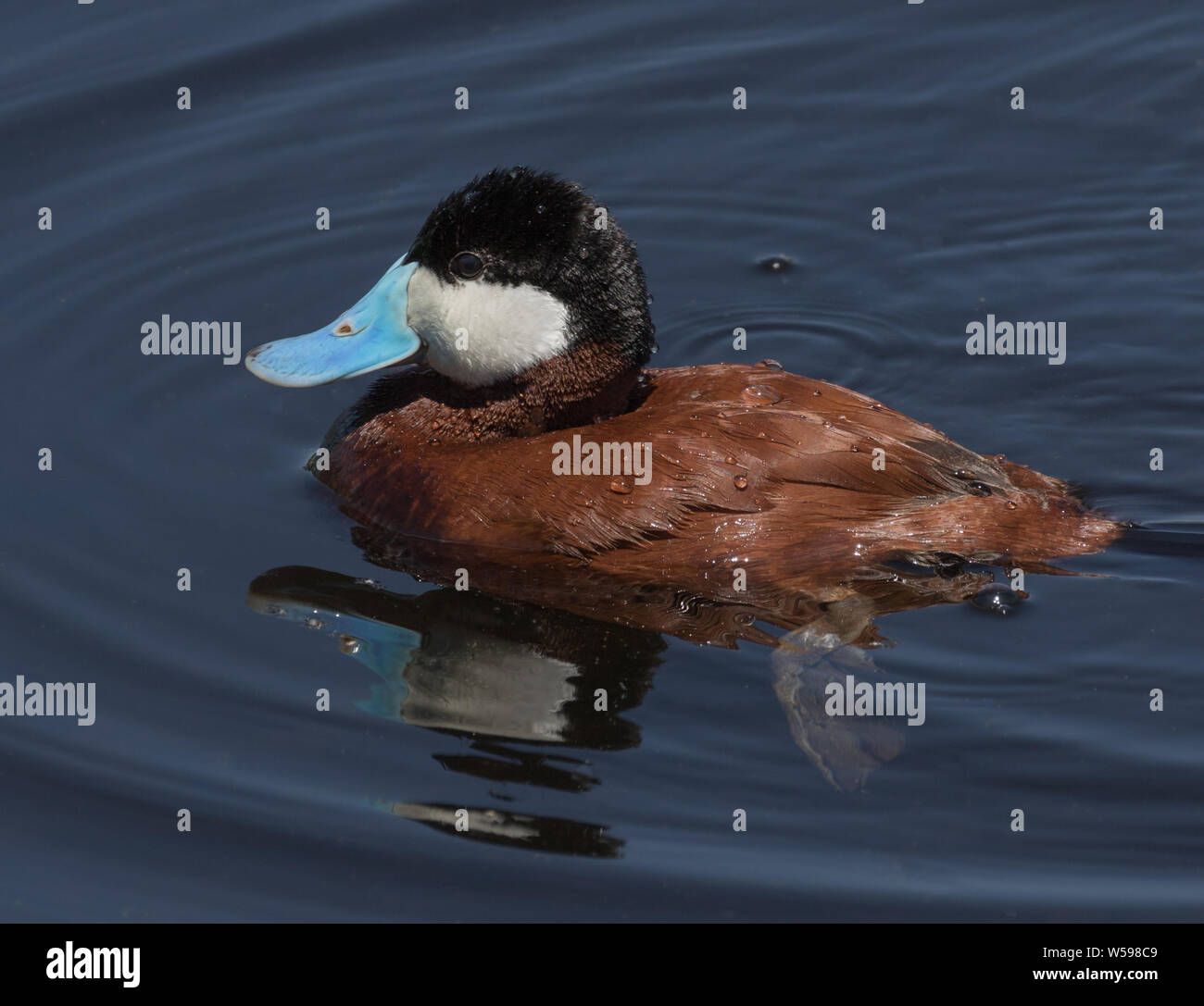Männliche Ruddy Duck Stockfoto