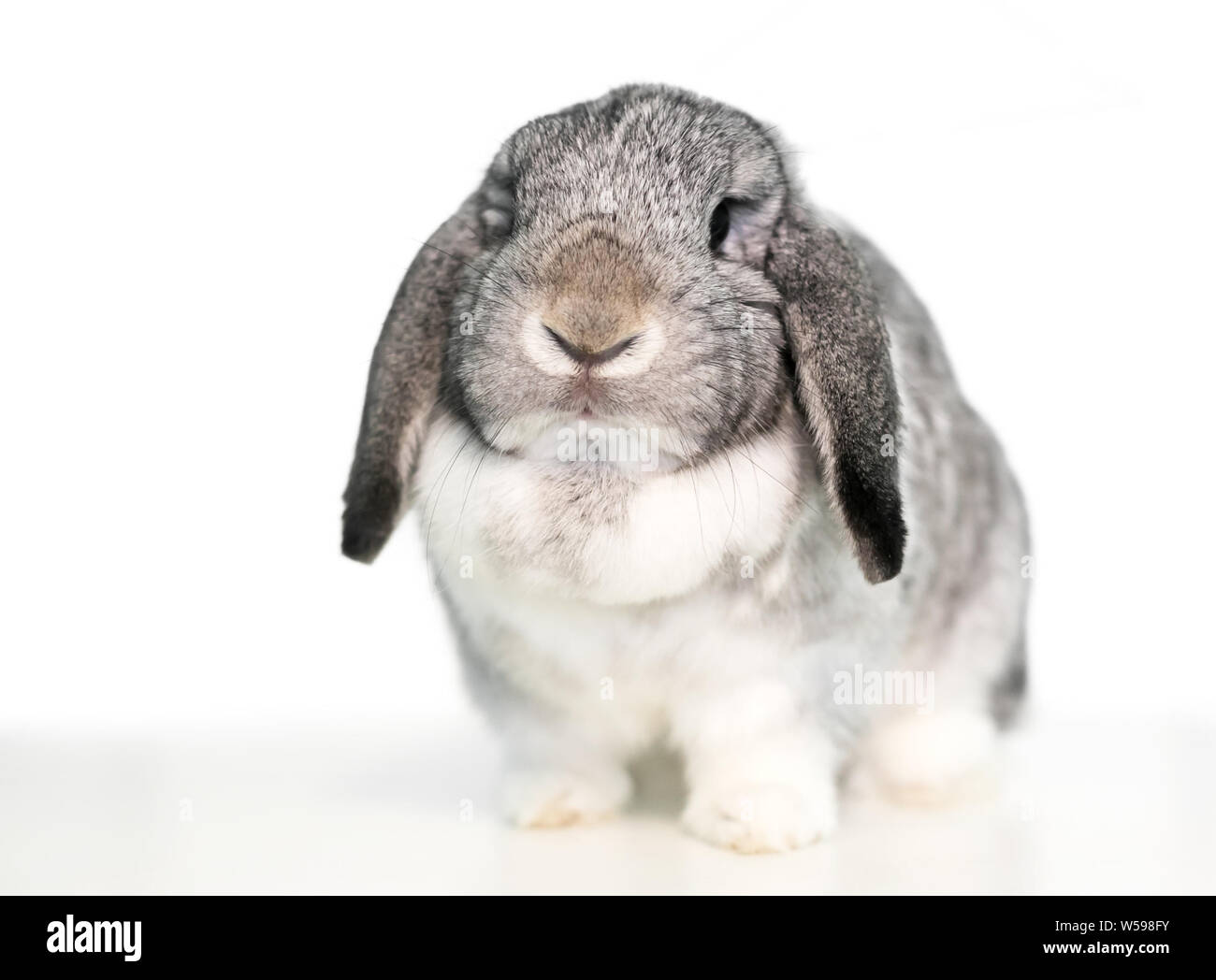 Eine süsse graue und weiße Lop eared heimischen Kaninchen auf weißem Hintergrund Stockfoto