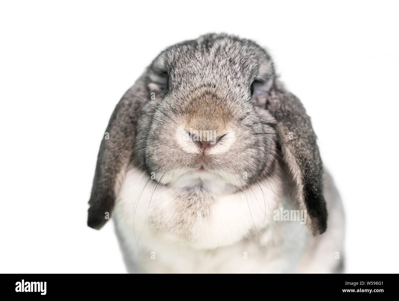 Eine süsse graue und weiße Lop eared heimischen Kaninchen auf weißem Hintergrund Stockfoto