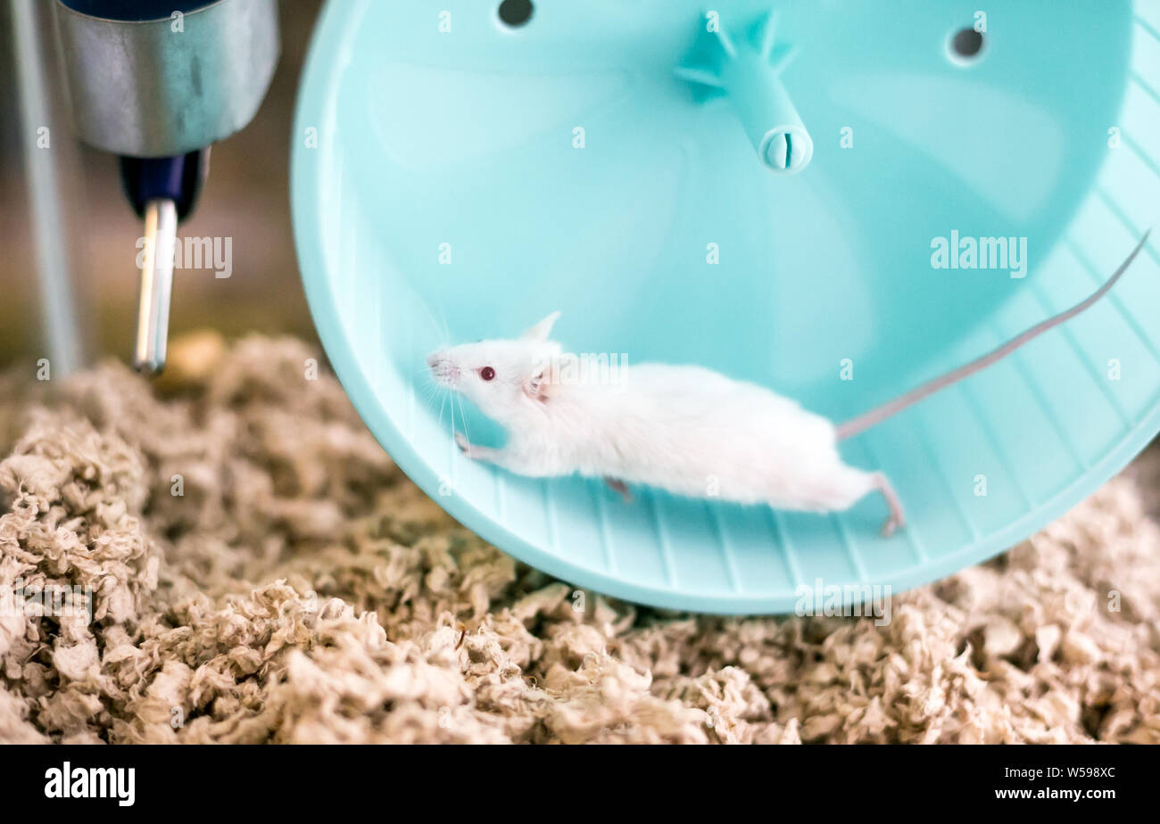 Eine kleine weiße domestizierten Haustier Maus mit roten Augen, die auf einem Laufrad im Käfig Stockfoto