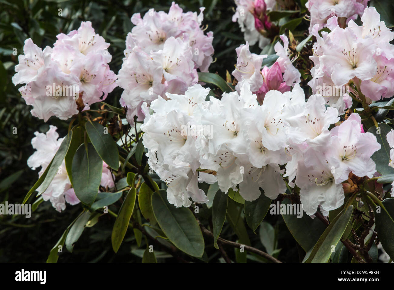 Weiß Rhododendron in Kew Gardens Stockfoto