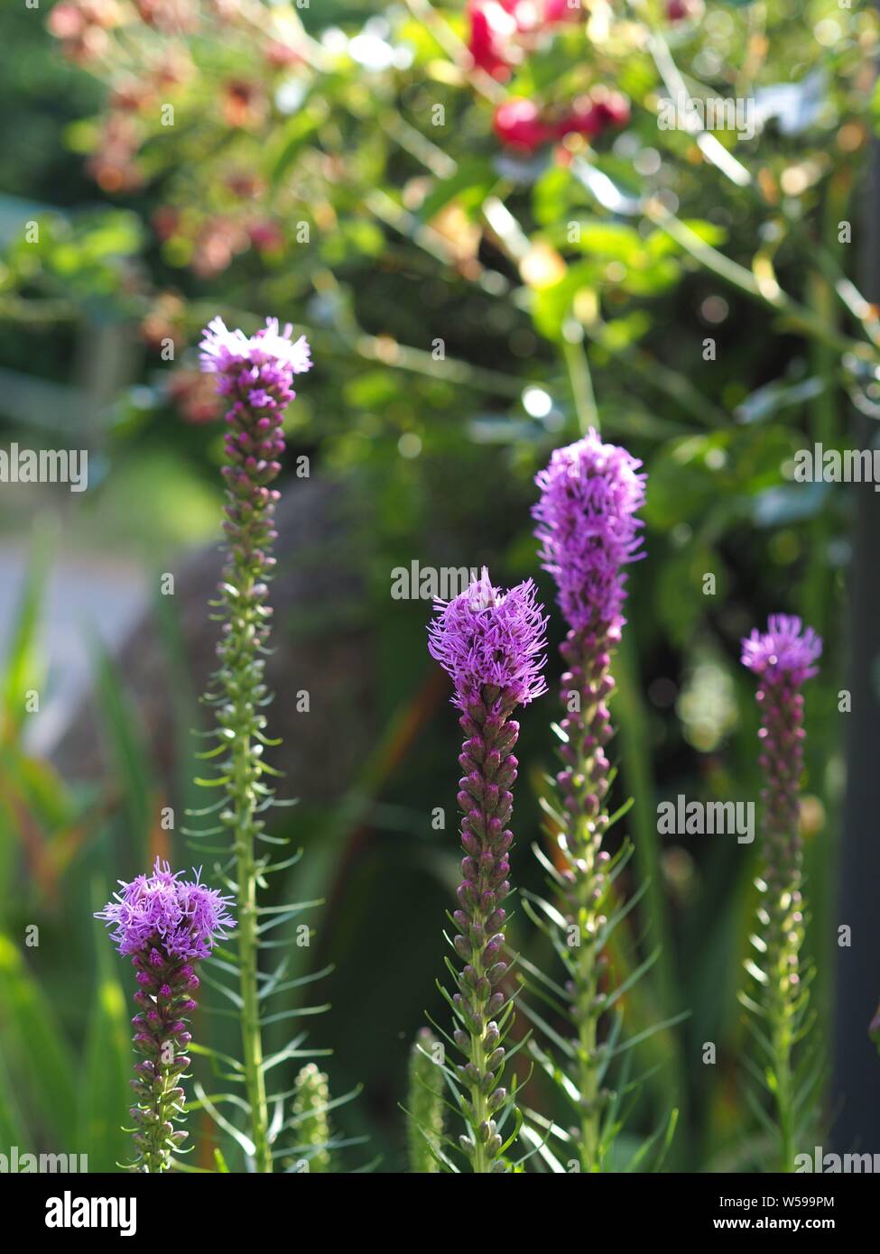 Closeup violett Prachtscharte Liatris spicata; Stockfoto