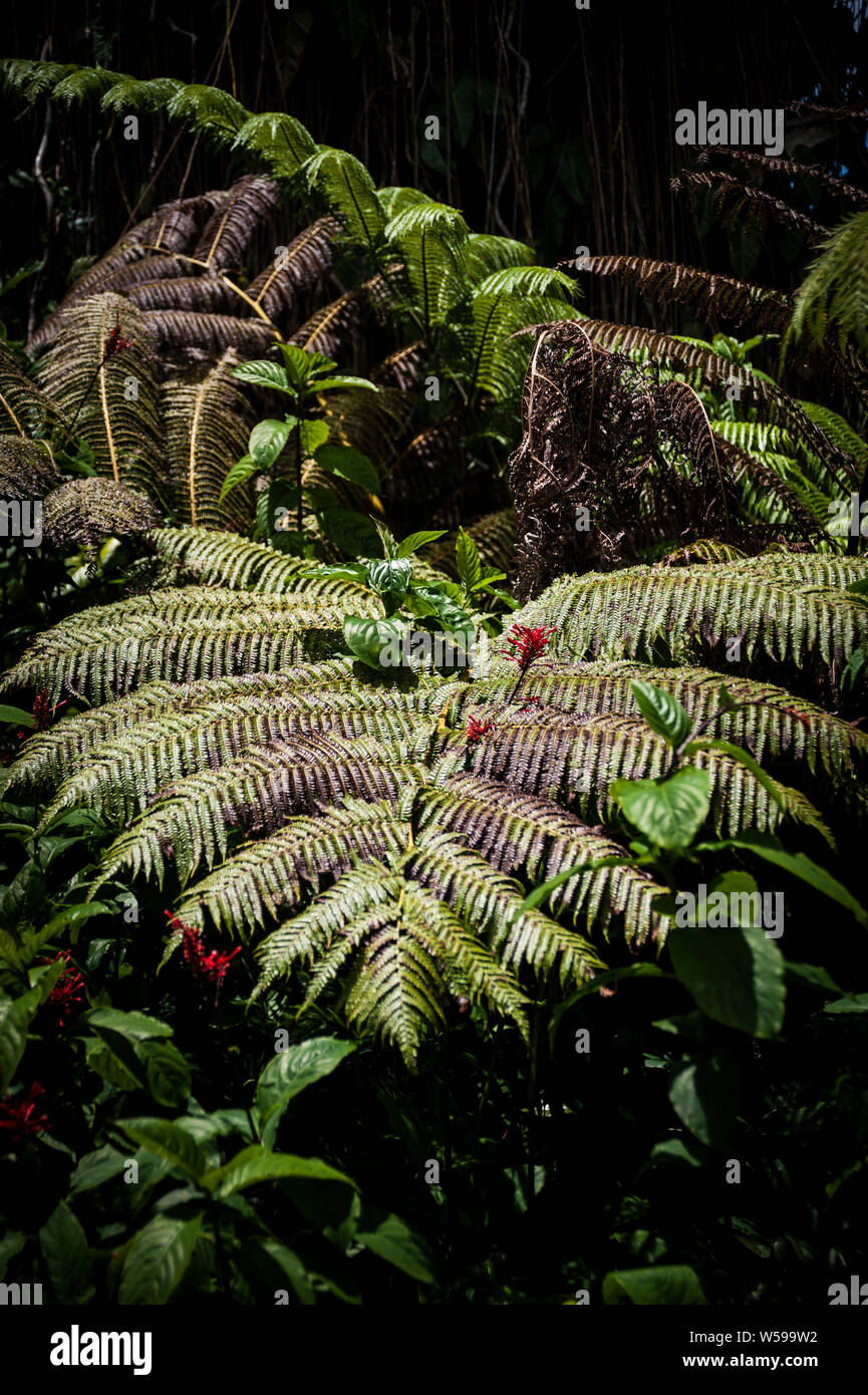 Riesige Farne Blatt im Regenwald von Hawaii Stockfoto