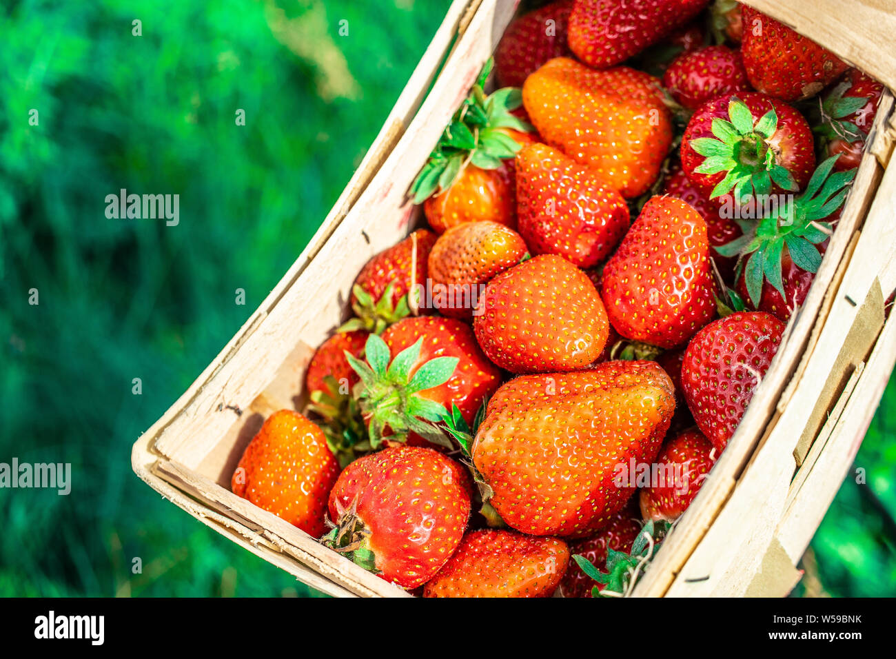 Frische saftige Erdbeeren im Korb. Weidenkorb voller frisch gepflückte Erdbeeren. Jahreszeit Zeit zum essen Erdbeeren Stockfoto