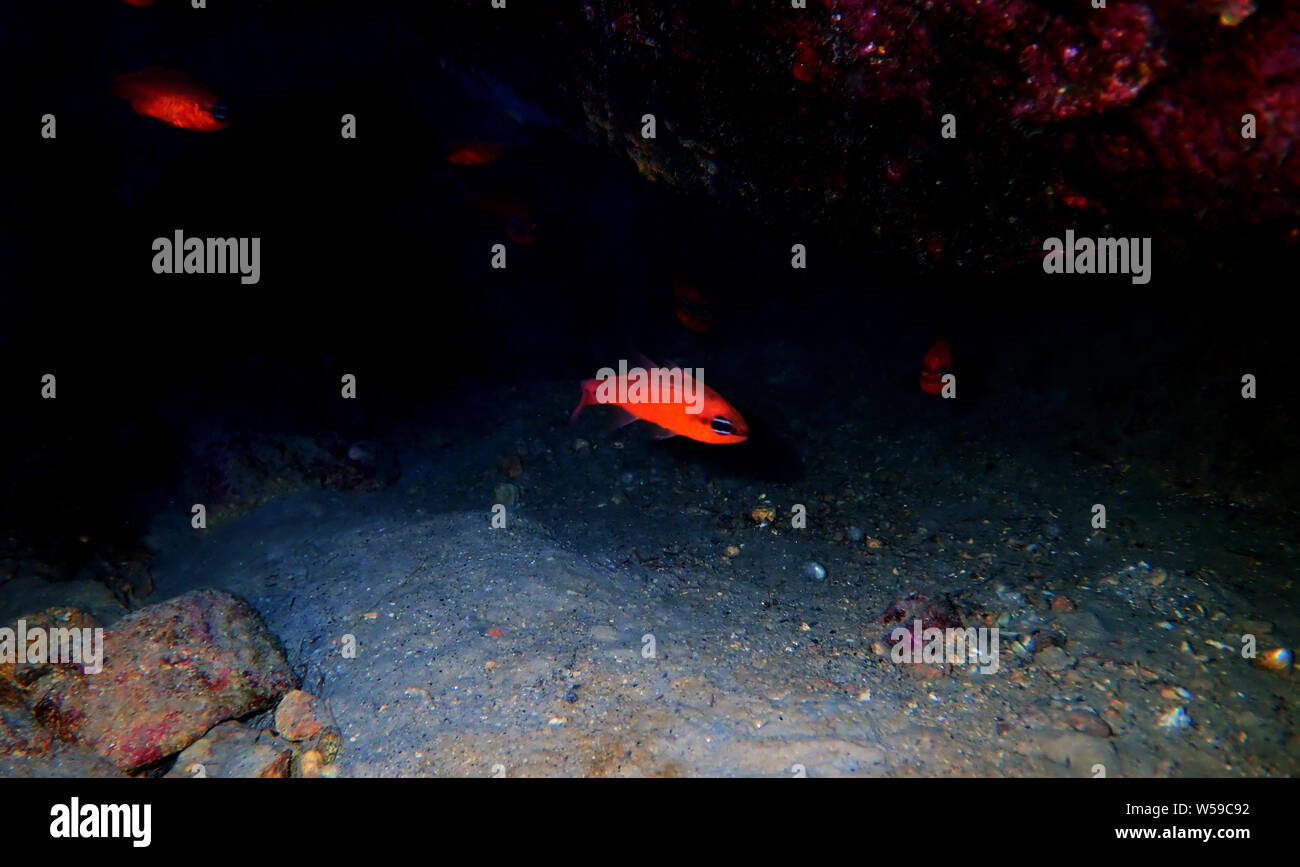 Rote Mediterrane cardinalfish - (Apogon imberbis) Stockfoto