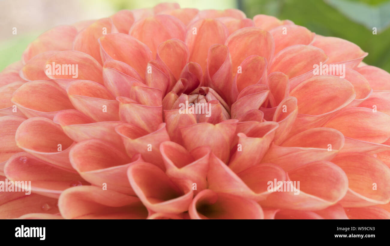 Eine Peach Colour Dahlia Closeup Stockfoto
