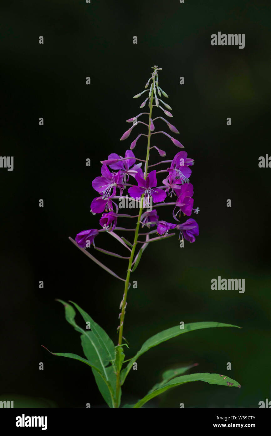 Wild Alaskan Fireweed Stockfoto Wild Alaskan Fireweed Stockfoto