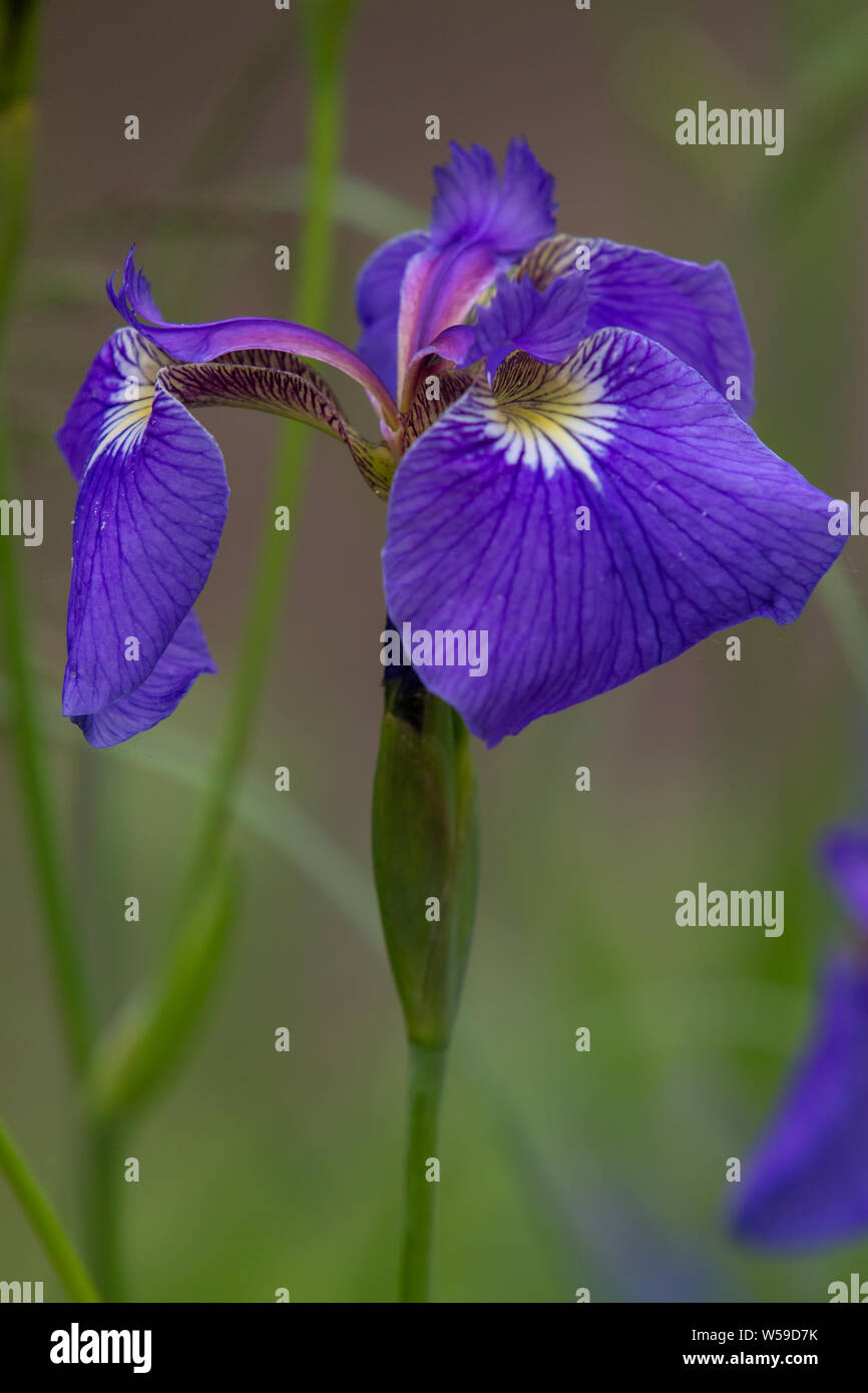 Die wilde Iris blüte in Alaska Stockfoto