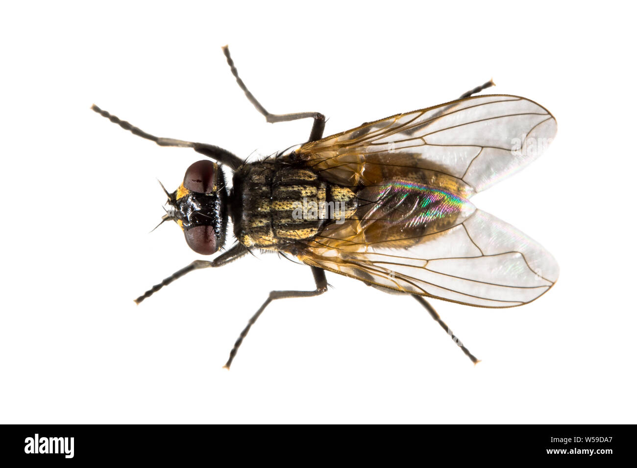 Stubenfliege (Musca domestica) auf weißem Hintergrund. Top down Ansicht des Hauses fliegen von oben. Stockfoto