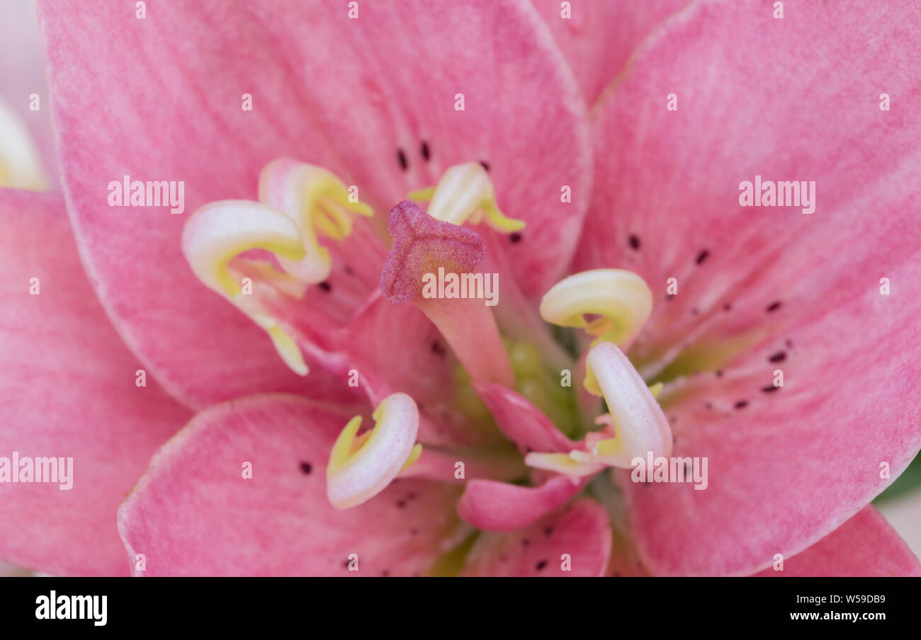 Ein hübsches Pink Lily Makro Stockfoto