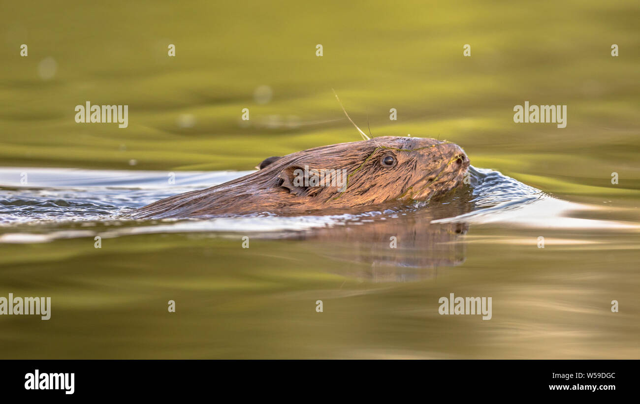 Europäischer Biber (Castor Fiber) Schwimmen in bunten Wasser um Sonnenuntergang im Biesbosch Naturschutzgebiet Niederlande Stockfoto