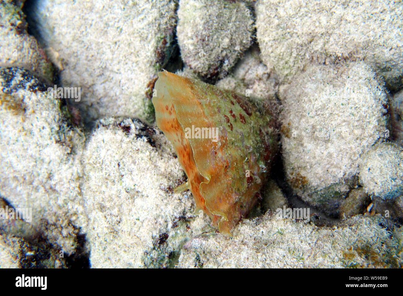 Amber penshell (Pinna elegans) in den Felsen gelegen, Little Bay, Anguilla, BWI. Stockfoto
