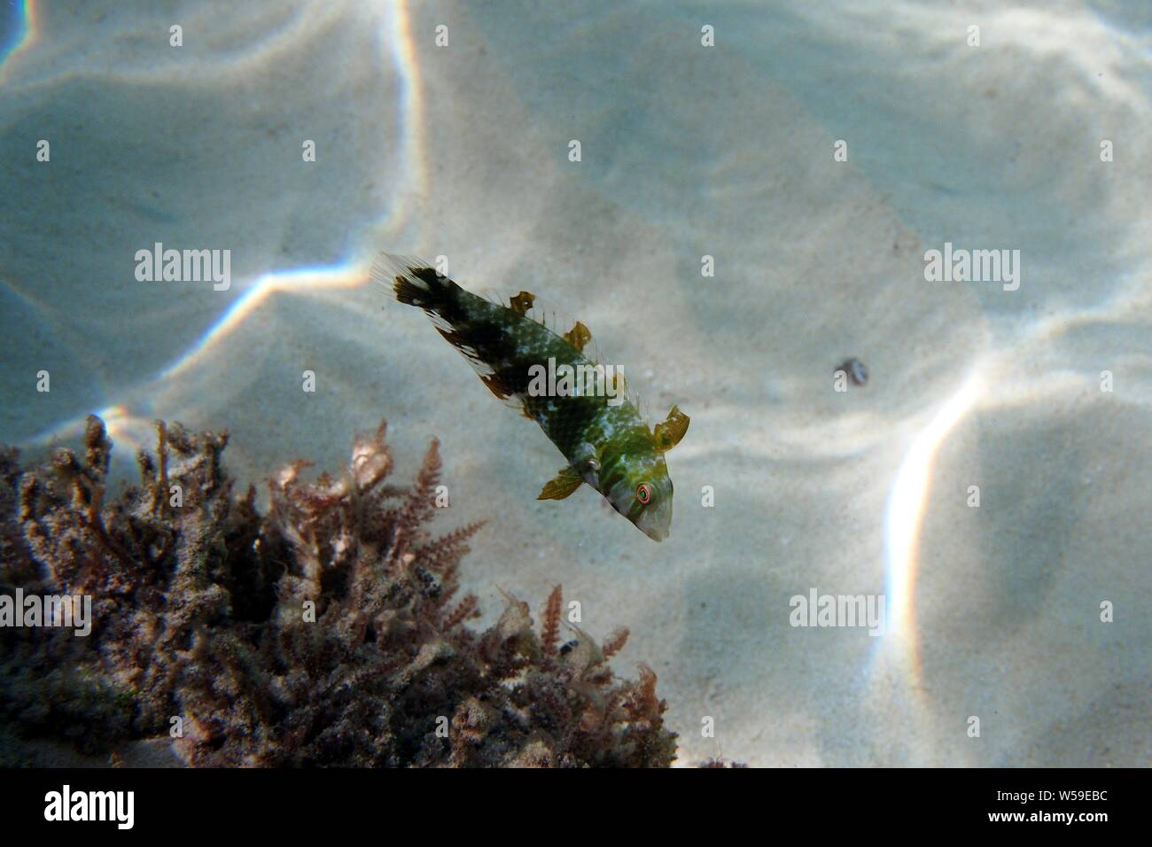 Grüne Razorfish (Xyrichtys splendens) juvenile Hängen um einen flachen Algen rock fallen, Meads Bay, Anguilla, BWI. Stockfoto