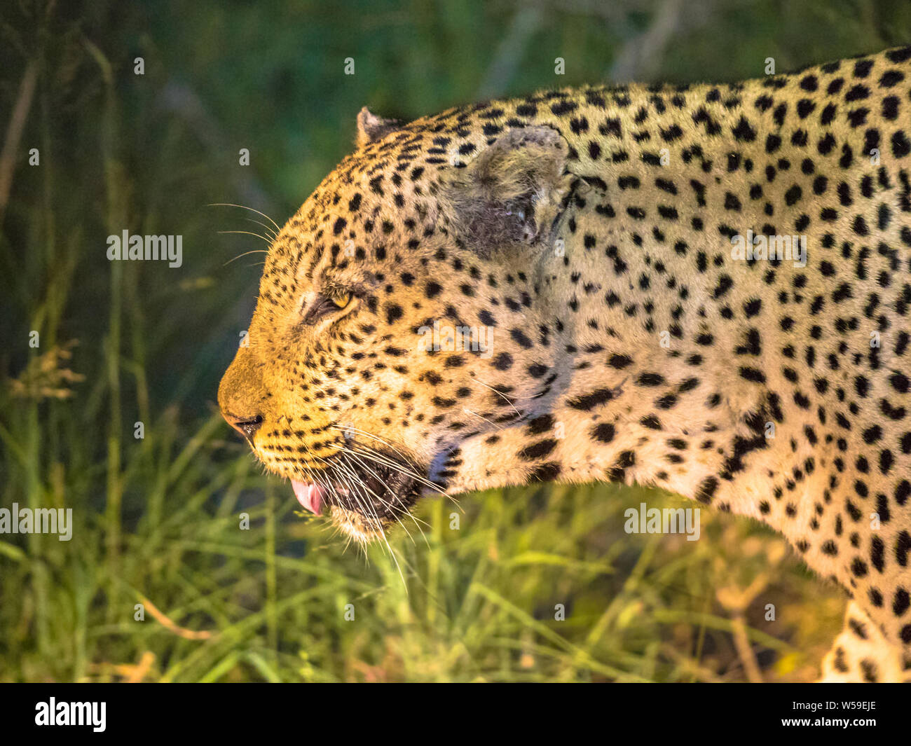 African Leopard (Panthera pardus) portrait Seitenansicht Tier wandern in der Finsternis auf die Savanne im Krüger Nationalpark, Südafrika Stockfoto