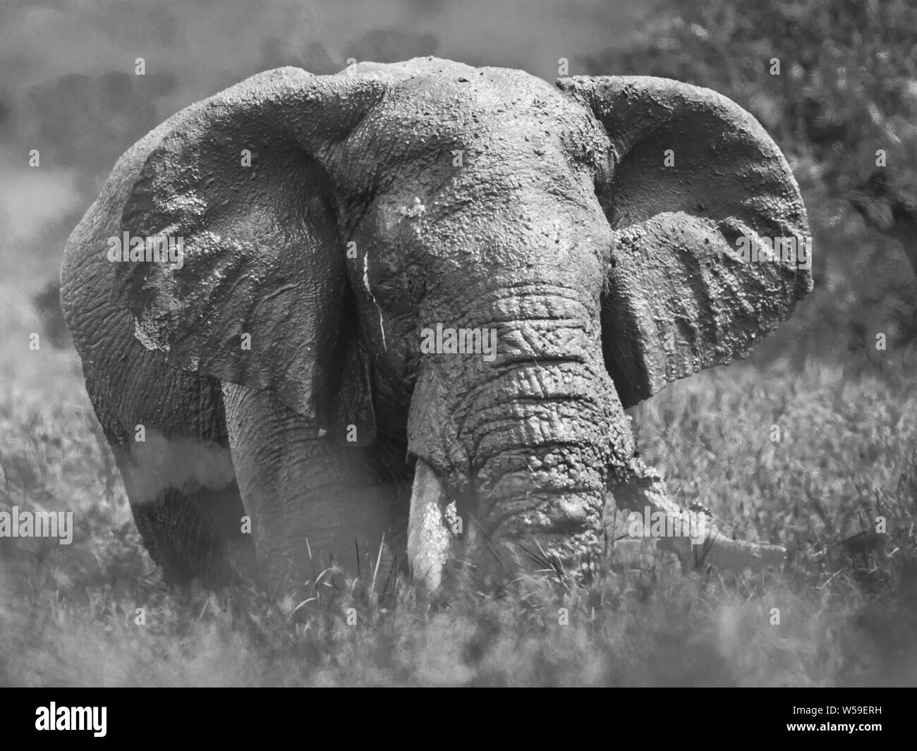 Riesige Afrikanischer Elefant (Loxodonta africana) Bull auf Savanne nach dem Schlammbad im Krüger Nationalpark Südafrika in Sepia Stockfoto