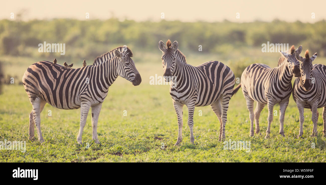 Vier gemeinsamen Zebras (Equus quagga) Pflege in buschfeld Savanne von Kruger National Park Südafrika Stockfoto