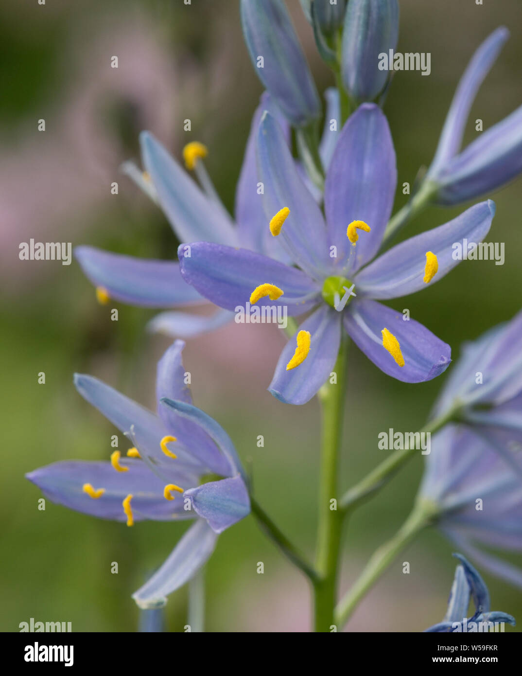 Gewöhnliche Kamas Camassia Quamash Blumen Stockfoto