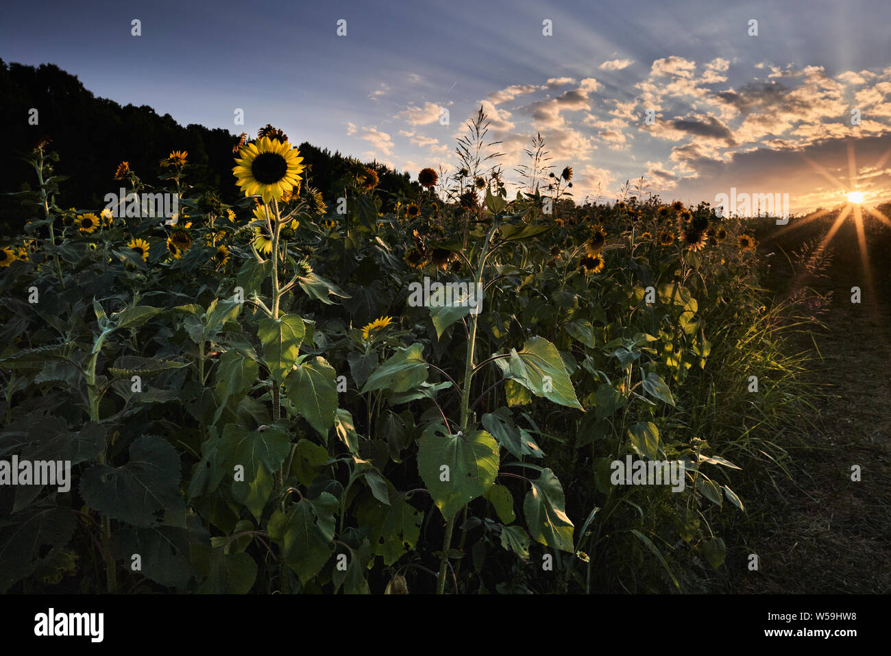 Das Kunstmuseum von North Carolina in Raleigh pflanzte einen Feld mit Sonnenblumen für den Genuß der Öffentlichkeit im Sommer 2019. Stockfoto