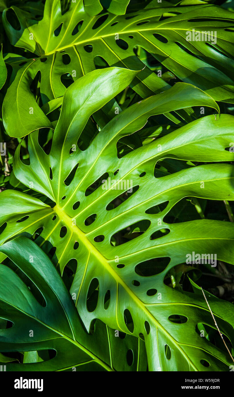 Eine monstera Pflanze in Hawaii, Big Island, USA Stockfotografie - Alamy