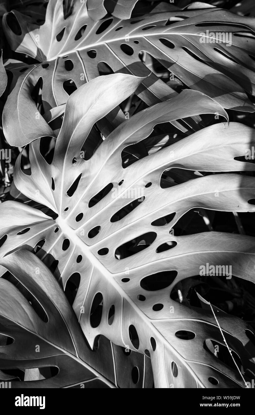 monstera pflanze online kaufen Monstera Deliciosa (Fensterblatt) main image 1