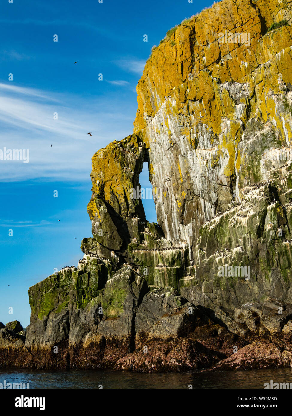 Die atemberaubende Seevögel nisten Klippen von Aghik Insel der Semidi Island Wilderness Reserve aus der Alaska Halbinsel Stockfoto
