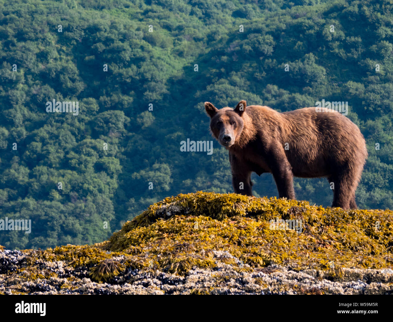 Braun oder Grizzlybären, Ursus arctos, in Geographischen Hafen, Katmai National Park, Alaska Stockfoto
