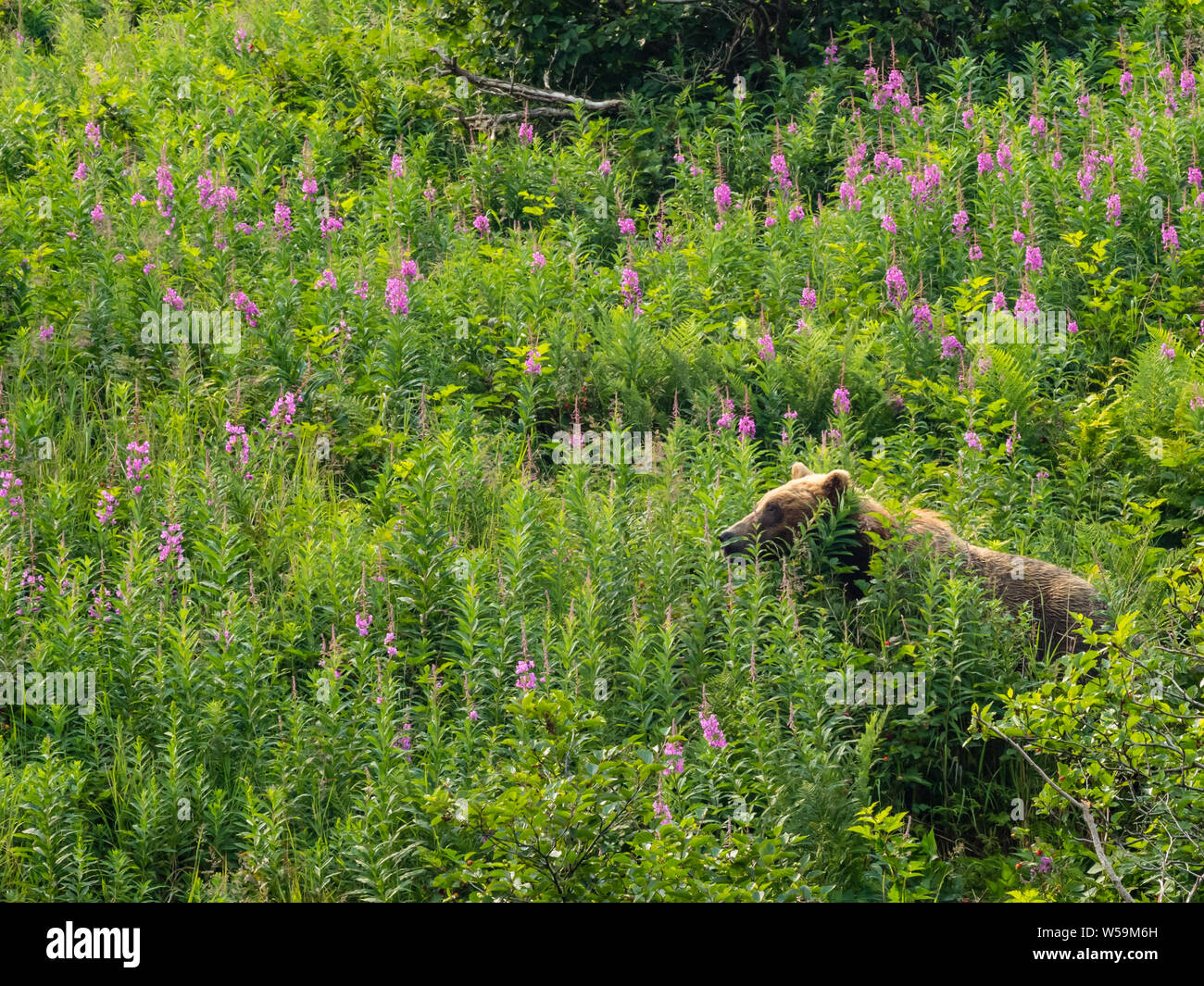 Braun oder Grizzlybären, Ursus arctos, in Geographischen Hafen, Katmai National Park, Alaska Stockfoto