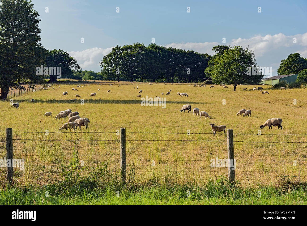 Weidende Schafe in Cobham Feld, Kent Stockfoto