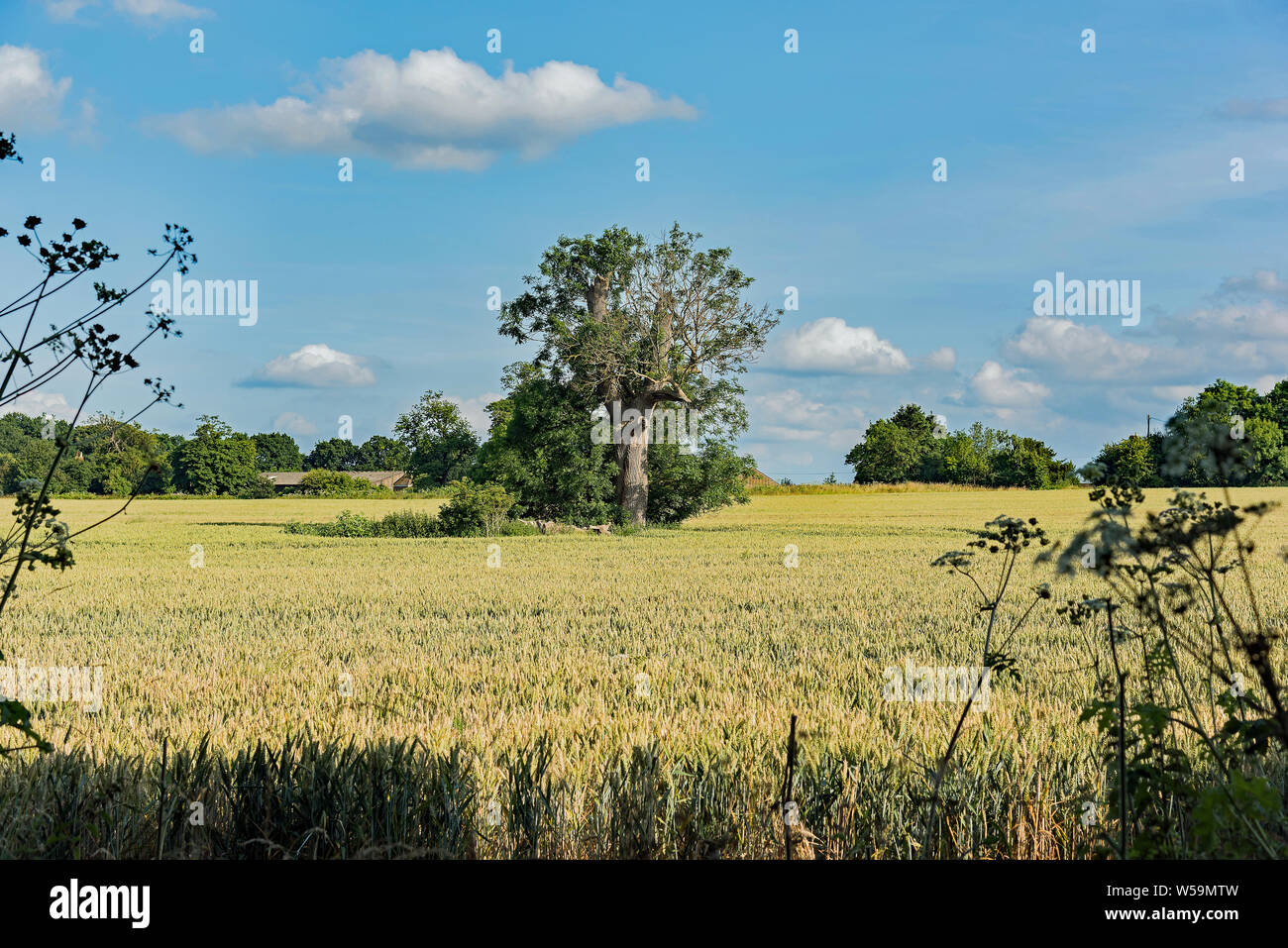 Einsamer Baum in Cobham Feld. Großbritannien Stockfoto