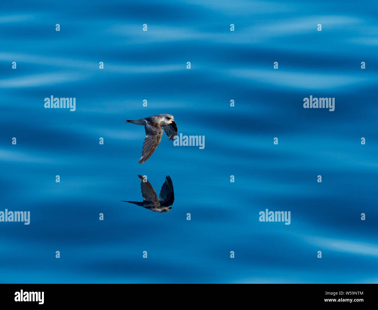 Fork-tailed Storm-Petrels im glasklaren Wasser der Beringsee in Alaska und Russland. Stockfoto