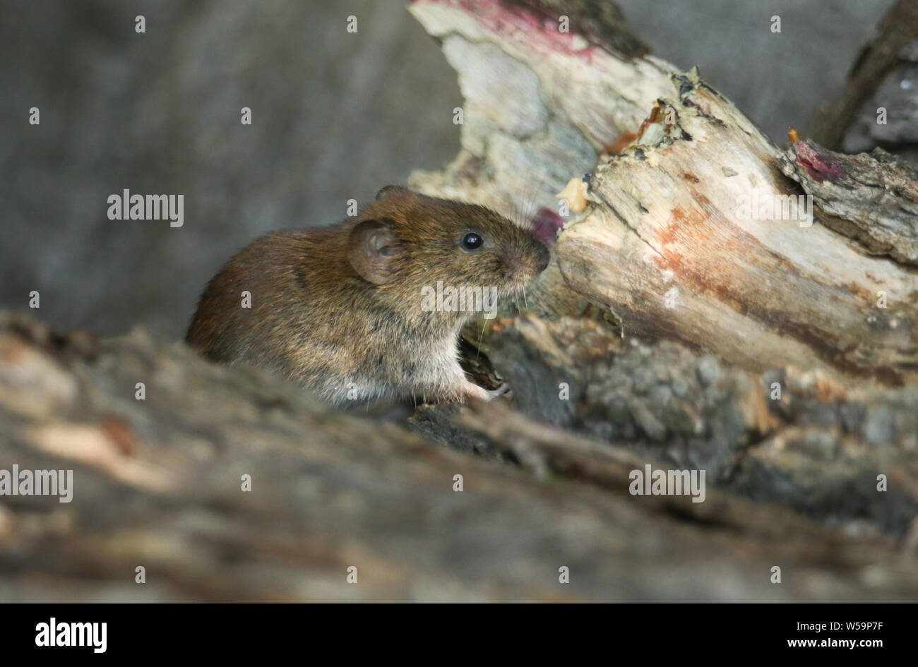 Eine süße wilde Bank Vole, Myodes glareolus Nahrungssuche für Lebensmittel in einem Haufen im Waldland in Großbritannien. Stockfoto