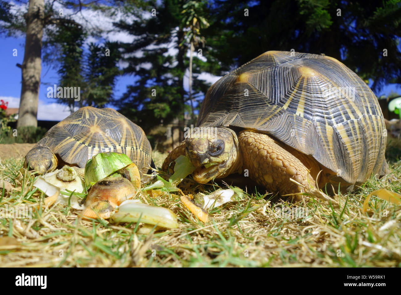 Kritisch bedrohte strahlte Schildkröten essen Küche übrig gebliebene Gemüse im Hinterhof, Antananarivo, Madagaskar Stockfoto