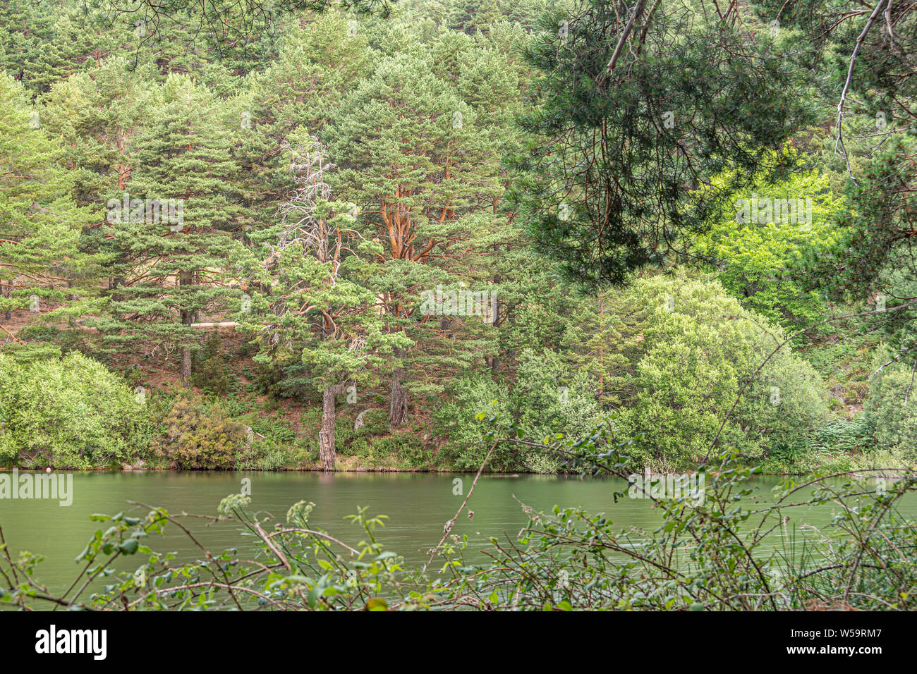 Iberischen Vegetation in einem Bergsee. guadarrama madrid spanien Stockfoto