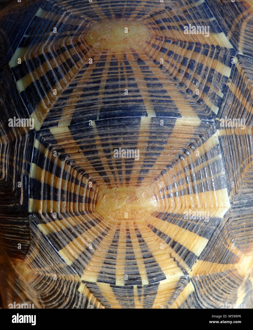 Detail der Shell von vom Aussterben bedrohten radiated Tortoise, Madagaskar Stockfoto