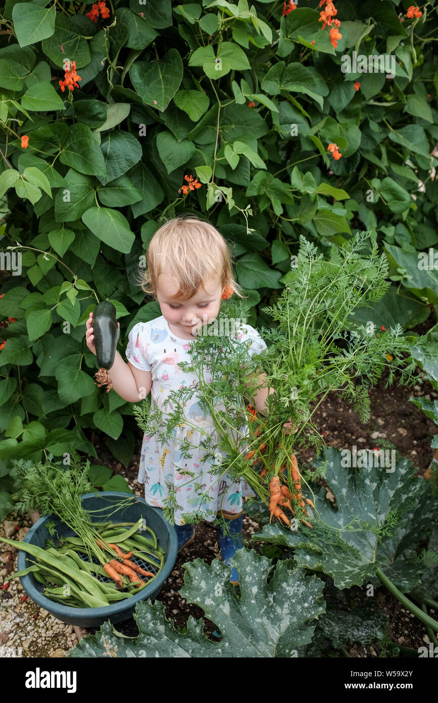 Kleinkind 2 jähriges Mädchen kleinkind Spaß Kommissionierung frische runner Bohnen, Zucchini und Karotten in einer pflanzlichen Schrebergarten Foto aufgenommen Stockfoto