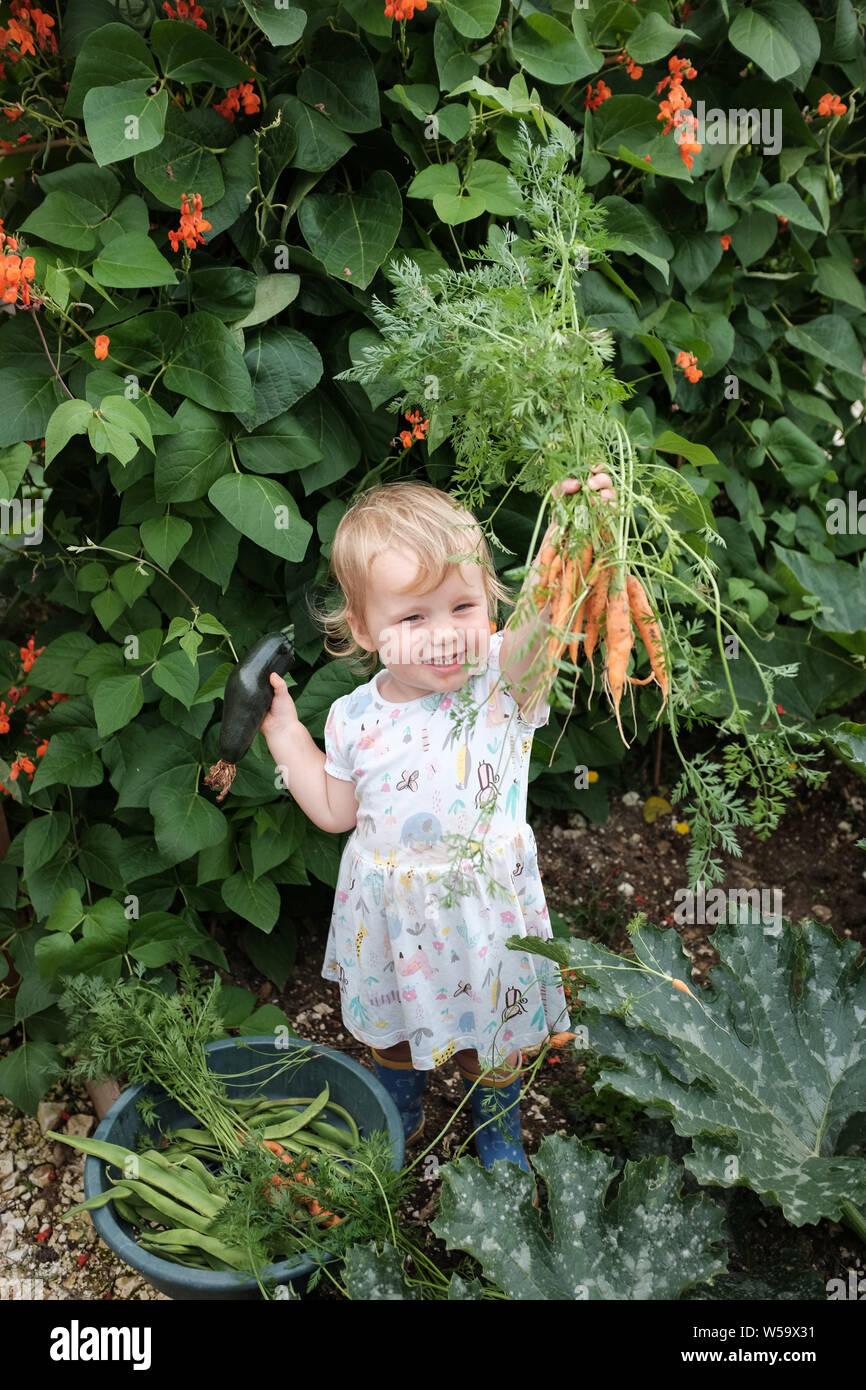 Junges Kleinkind 2-jähriges Mädchen Kleinkind, das Spaß hat, frische Bohnen, Zucchini und Karotten in einem Gemüsegarten zu pflücken Stockfoto
