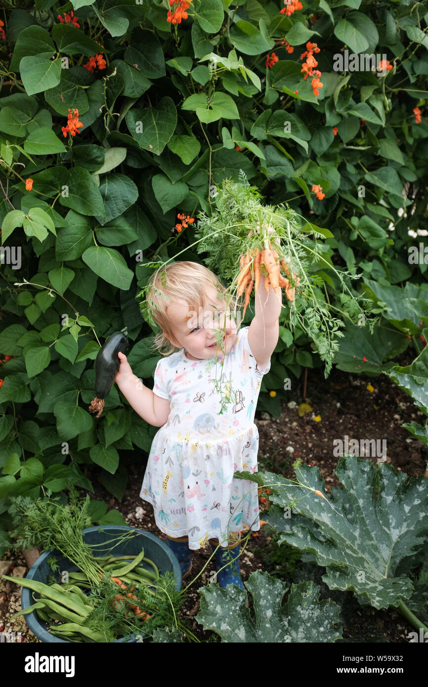 Kleinkind 2 jähriges Mädchen kleinkind Spaß Kommissionierung frische runner Bohnen, Zucchini und Karotten in einer pflanzlichen Schrebergarten Foto aufgenommen Stockfoto