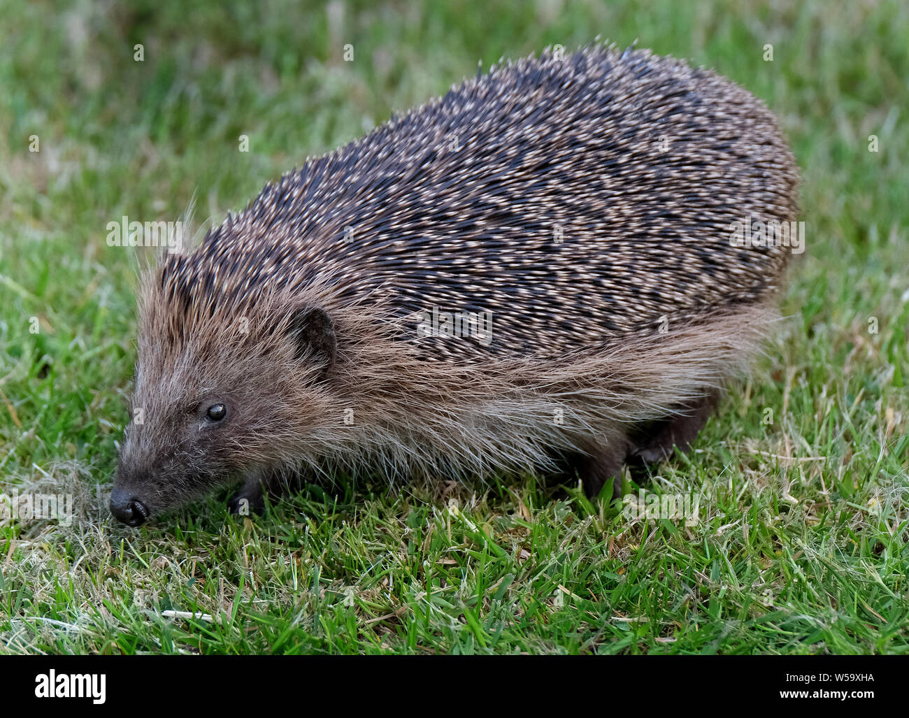 Igel Fütterung im städtischen Haus Garten. Uk. Stockfoto