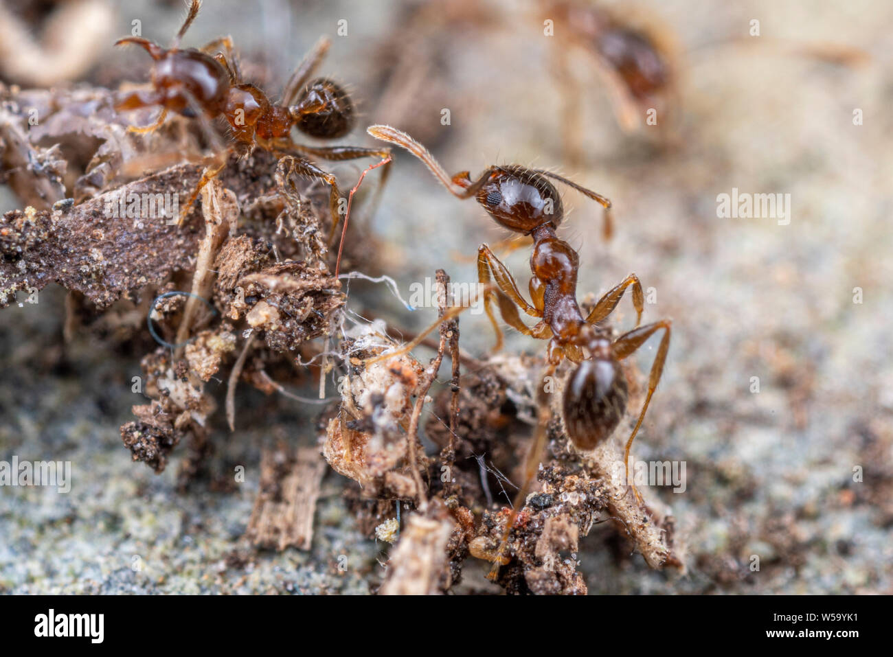 Pheidole megacephala, die invasive Küsten braun Ant (oder, groß - vorangegangen Ant) auf Nahrungssuche Trail Stockfoto